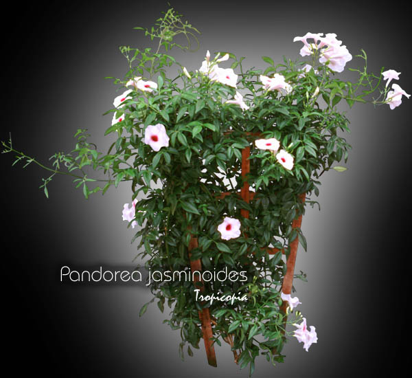 Flower - Pandorea jasminoides - Bower plant, Bower of beauty
